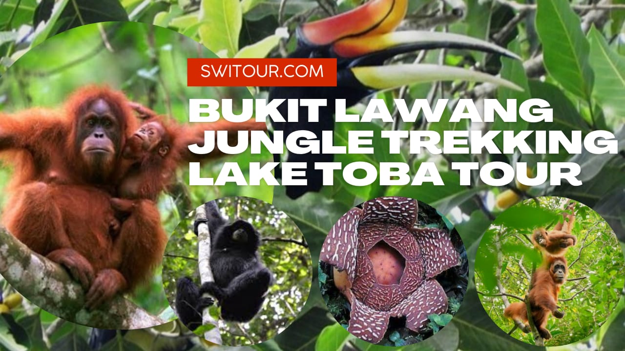 bukit lawang tour