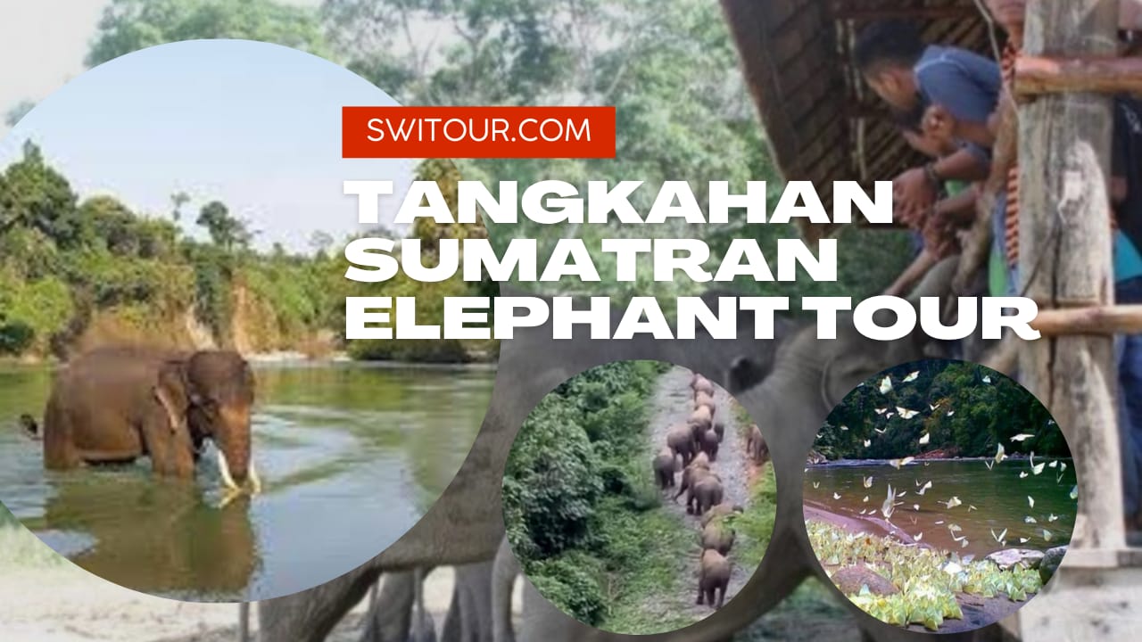 tangkahan tour package