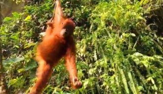 best time to visit bukit lawang