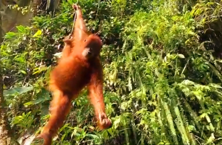 best time to visit bukit lawang