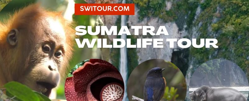 Sumatra wildlife tour